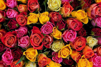 What Do Different Colours of Roses Mean?